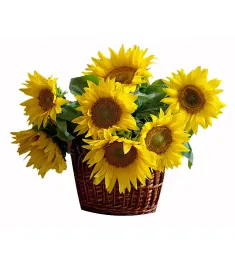 sunflowers in basket to philippines