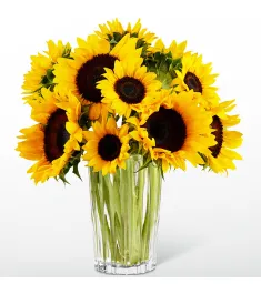 12 sunflowers in vase