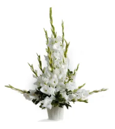 Just Pure White Gladiolus  Send to Philippines