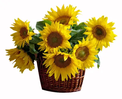 sunflowers in basket to philippines